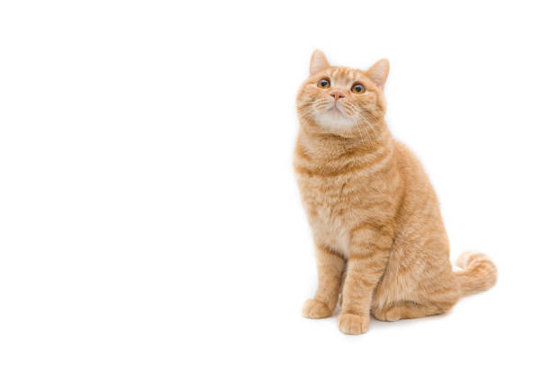 istock gingerred british male shorthair cat isolated on white 1691774487