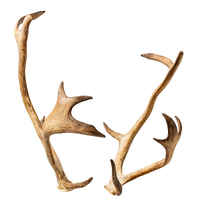 Deer horns isolated on white with clipping path.