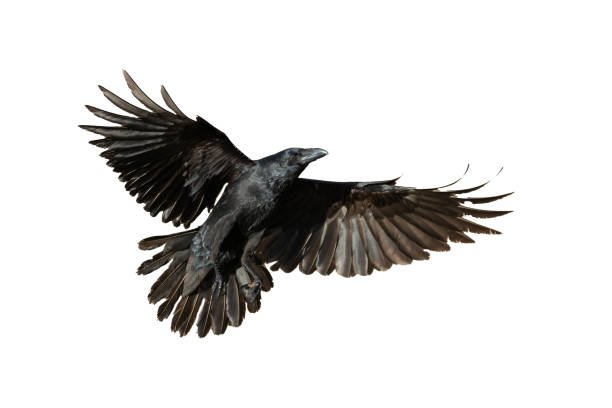 istock Birds flying raven isolated on white background Corvus corax. Halloween 1691788770
