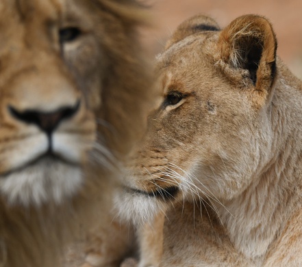 Lioness with male lion