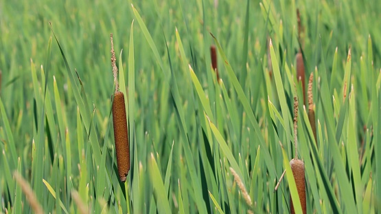 Closeup of cattail (Reedmace) field