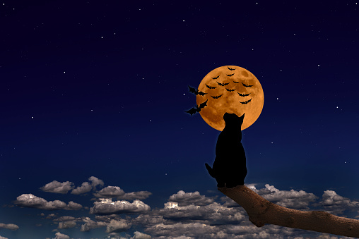 Strawberry supermoon rising over the cat on a tree and flying bat in midnight.