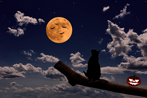 Strawberry supermoon rising over the cat on a tree with Halloween pumpkin, and flying bat in midnight.