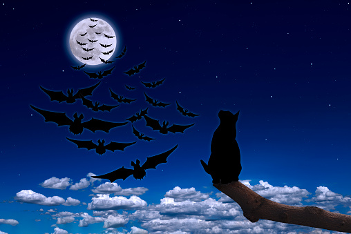 Supermoon rising over the cat on a tree and flying bat in midnight.