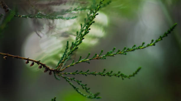 istock Wild ferns and heather 1691808985