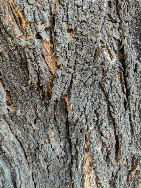 istock portrait of dry tree trunk texture 1691809506