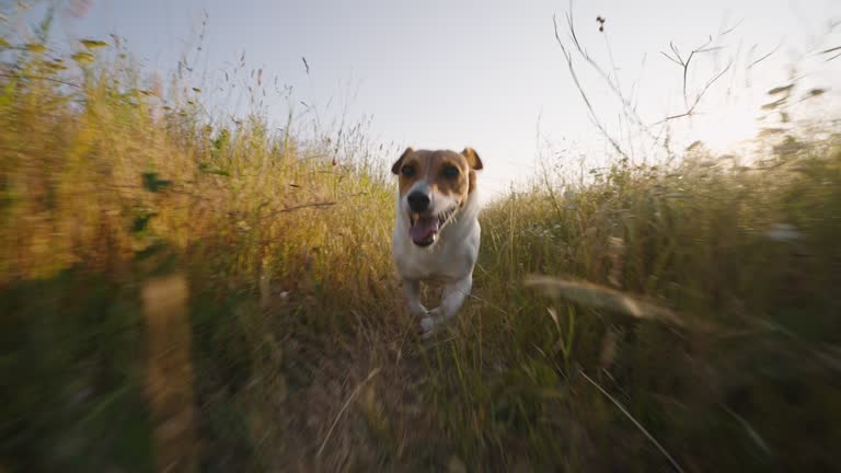 Dog runs on slow motion walk close-up on rural road in grass sticking his tongue out  in summer at sunset. Caring for pets. Nature. Friendship. Go Everywhere. Travel