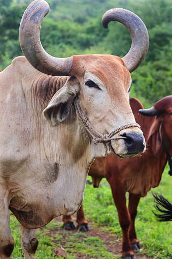 The Gir or Gyr is one of the principal Zebu breeds originating in India. Red Dairy Gyr Cow in Display Position. Bull girolando in pasture on farm in countryside of Gujarat. bull in countryside.