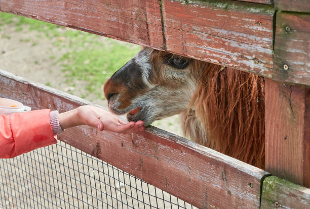 istock A child hand feeding a pony through the fence. 1691820902