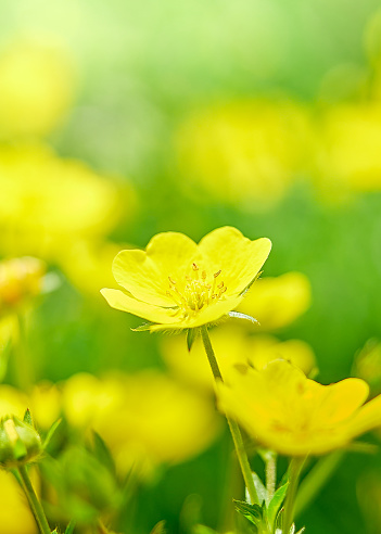 A macrophotography close-up shot of a small pair of Buttercup flower blossoms with bright yellow  color and a natural defocused green background.  One flower is in focus with a green center with stamen and pistils.