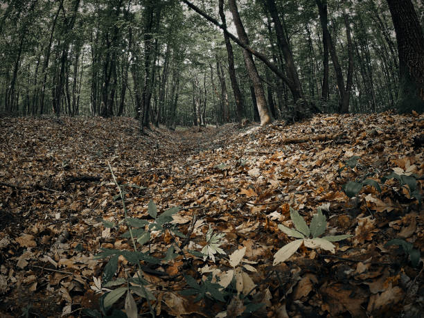 Enchanted spring summer forest  in the morning. Old Trees. Nature background.
