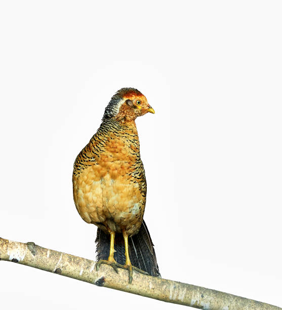 istock Golden pheasant portrait isolated on white. 1691826002
