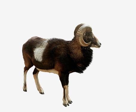Ram with big horns. Argali