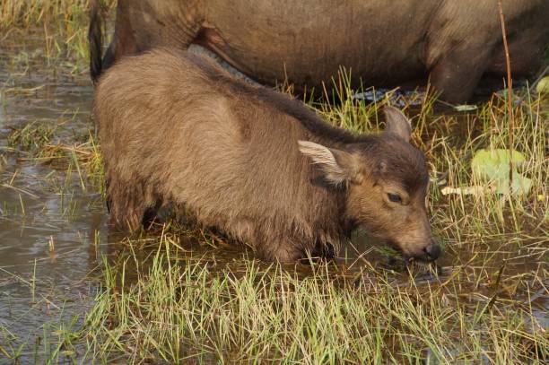 Baby water buffalo stock photo
