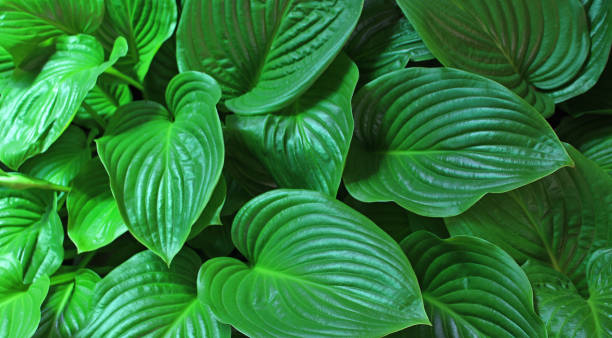istock Broad rich green plant leaves texture background 1691842155