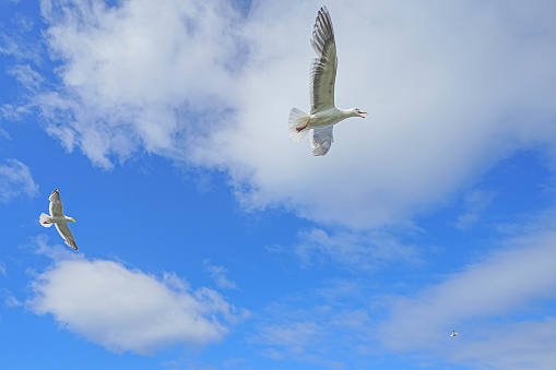 Herring gull in the sky