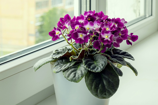 A blooming lilac African violet grows in a small pot on a home windowsill.