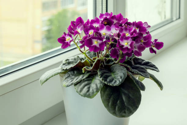 A blooming lilac African violet grows on a home windowsill near the window. A blooming lilac African violet grows in a small pot on a home windowsill. african violet stock pictures, royalty-free photos & images