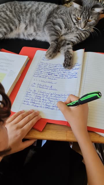 Kid and cat at homework