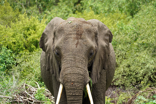Elephants in Manyara National Park - Tanzania