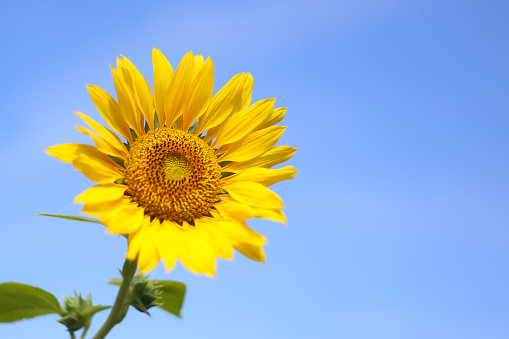 Beautiful sunflowers blooming against a blue sky background
