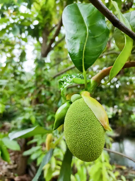 Asian summer fruits named Jackfruit scientific name Artocarpus heterophyllus Young Jackfruit hanging on jackfruit tree. Close up