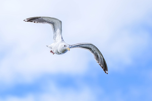 Set of seagulls isolated on white background