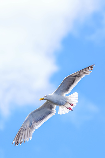 Herring gull in the sky