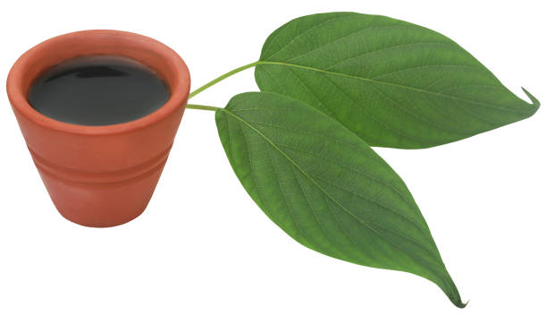 vasica ayurvédica hojas con extracto - vasica fotografías e imágenes de stock