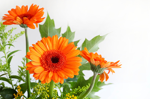 Orange gerbera flower isolated on white background. Floral flat lay greeting card with beautiful gerberas. Perfect for screensavers, canvases, backgrounds, Mother's Day, Women's Day, Valentine's Day or Birthday.