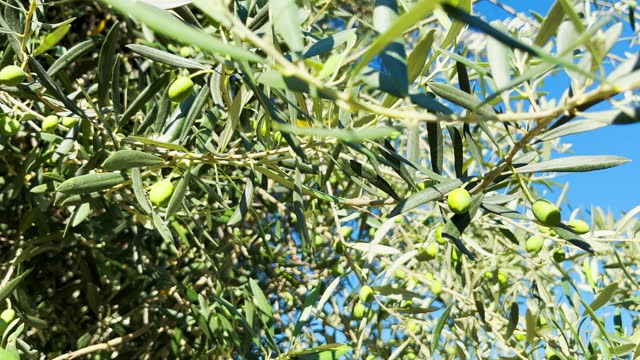 Olive tree with sunlight beams stock video