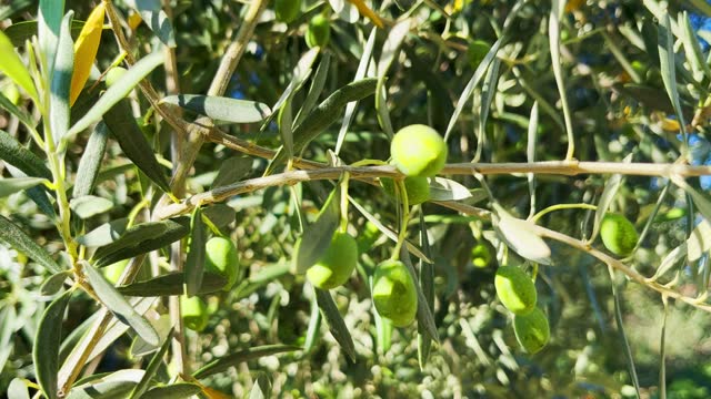 Olive tree with sunlight beams stock video