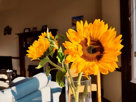 Sunflower flower bouquette in vase at home in Glasgow Scotland england uk