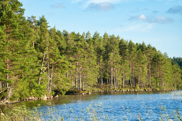 vista de um lago em smaland na suécia. água azul com ondas de luz e juncos - sweden summer swimming lake - fotografias e filmes do acervo