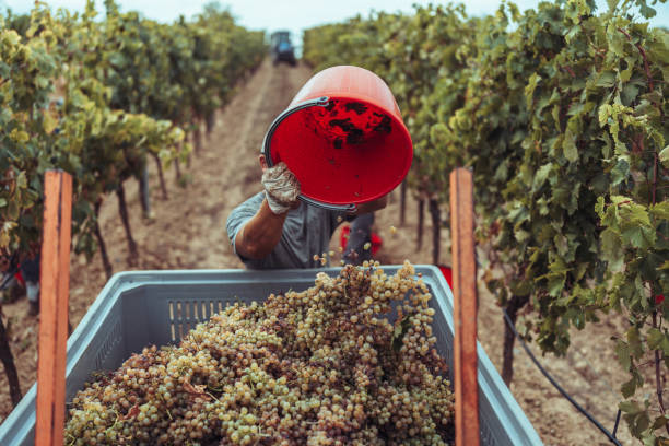 Grape harvesting for wine: vendemmia vineyard in Italy stock photo