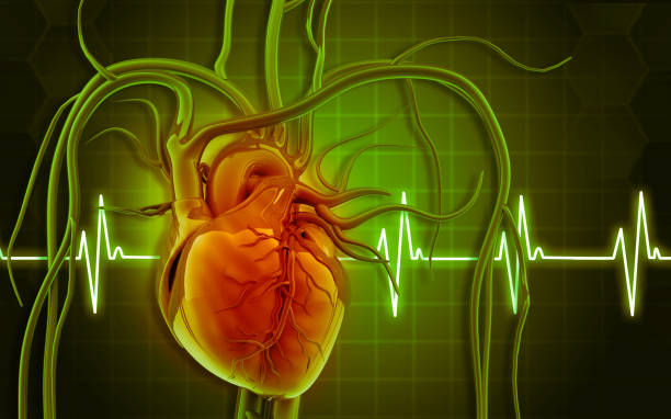 istock Human heart anatomy with ecg background 1691924829