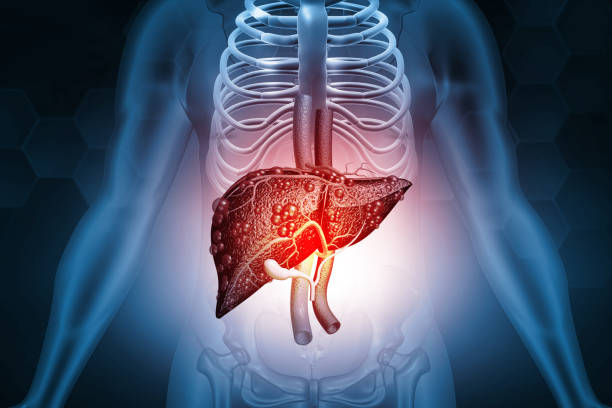 istock Human body with liver anatomy 1691926597