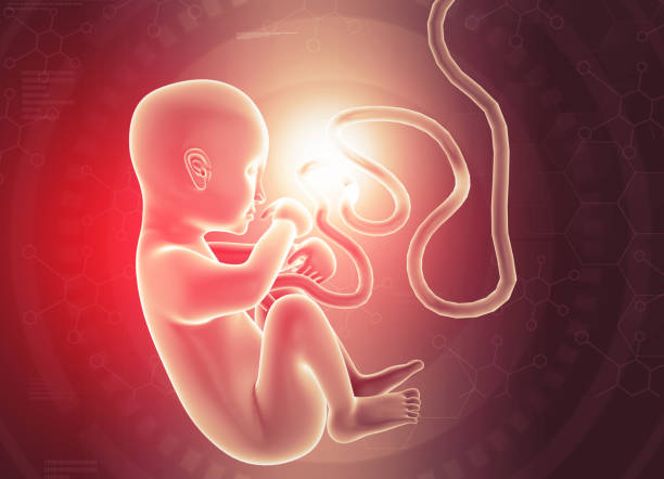 istock Human fetus in scientific background 1691927168