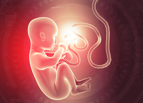 Human fetus in scientific background. 3d illustration