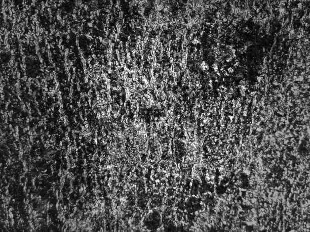 close-up photo, bark of a trunk and shadows