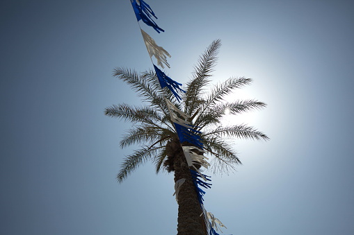 Israeli flags hang on palm trees in the square of Netanya