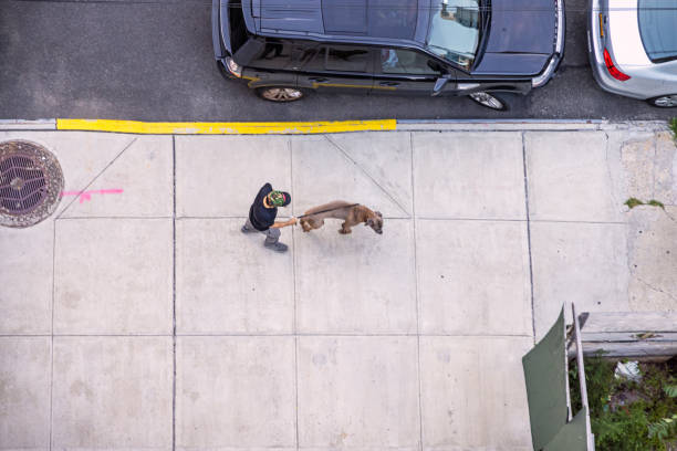 Long Island City, Queens, New York, USA - August 8th 2023:  Man walking his dog seen from above from a high building