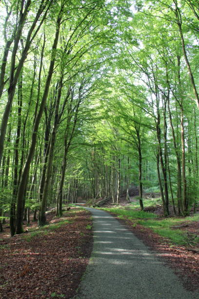 istock Jasmund National Park, Cycling Route through the forest 1691947193