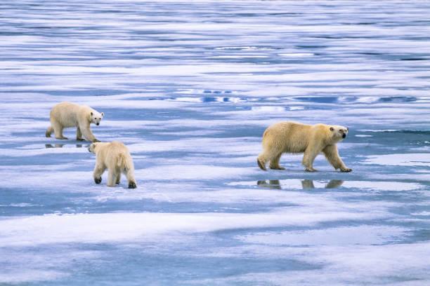 белый медведь с двумя медвежатами на льду - polar bear young animal isolated cub стоковые фото и изображения