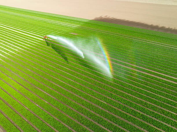 istock Tulips growing in a field sprayed by an agricultural sprinkler during springtime 1691962719