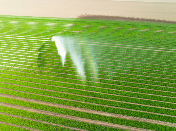 istock Tulips growing in a field sprayed by an agricultural sprinkler during springtime 1691964993