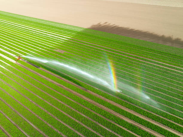 istock Tulips growing in a field sprayed by an agricultural sprinkler during springtime 1691966691