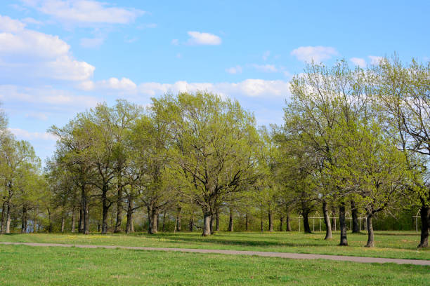 istock oak trees in the public park with blue sky and white clouds copy space 1691968446
