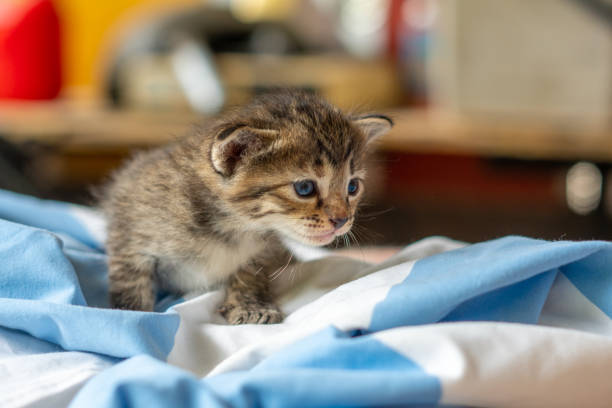 istock little kitten isolated on white background 1691984530