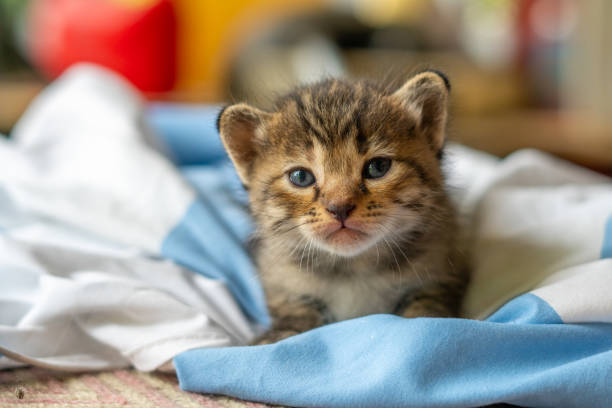 istock little kitten isolated on white background 1691984545